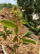 Plancia ëd Heteropterys alternifolia W. R. Anderson