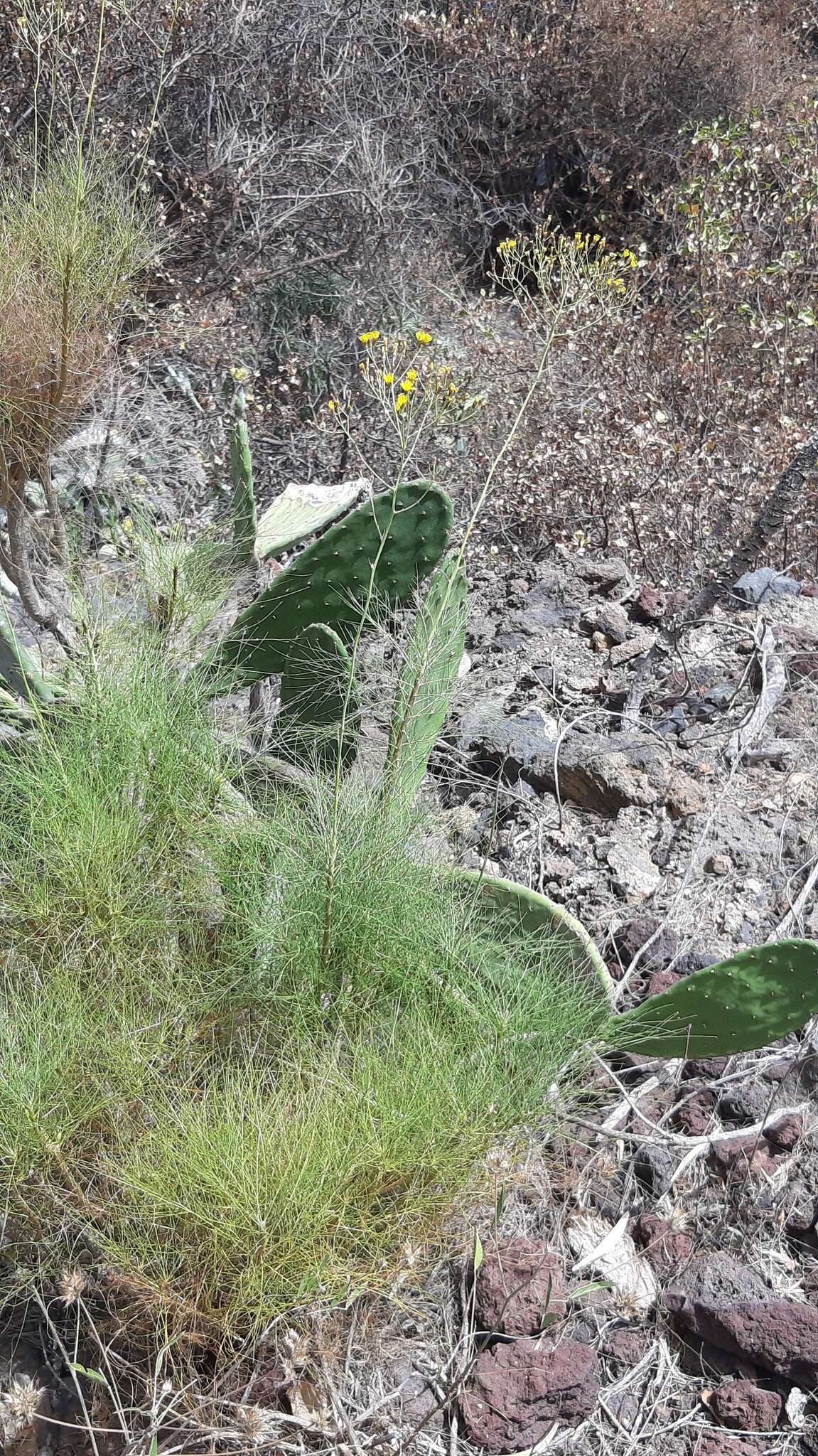 Image of Sonchus capillaris Svent.