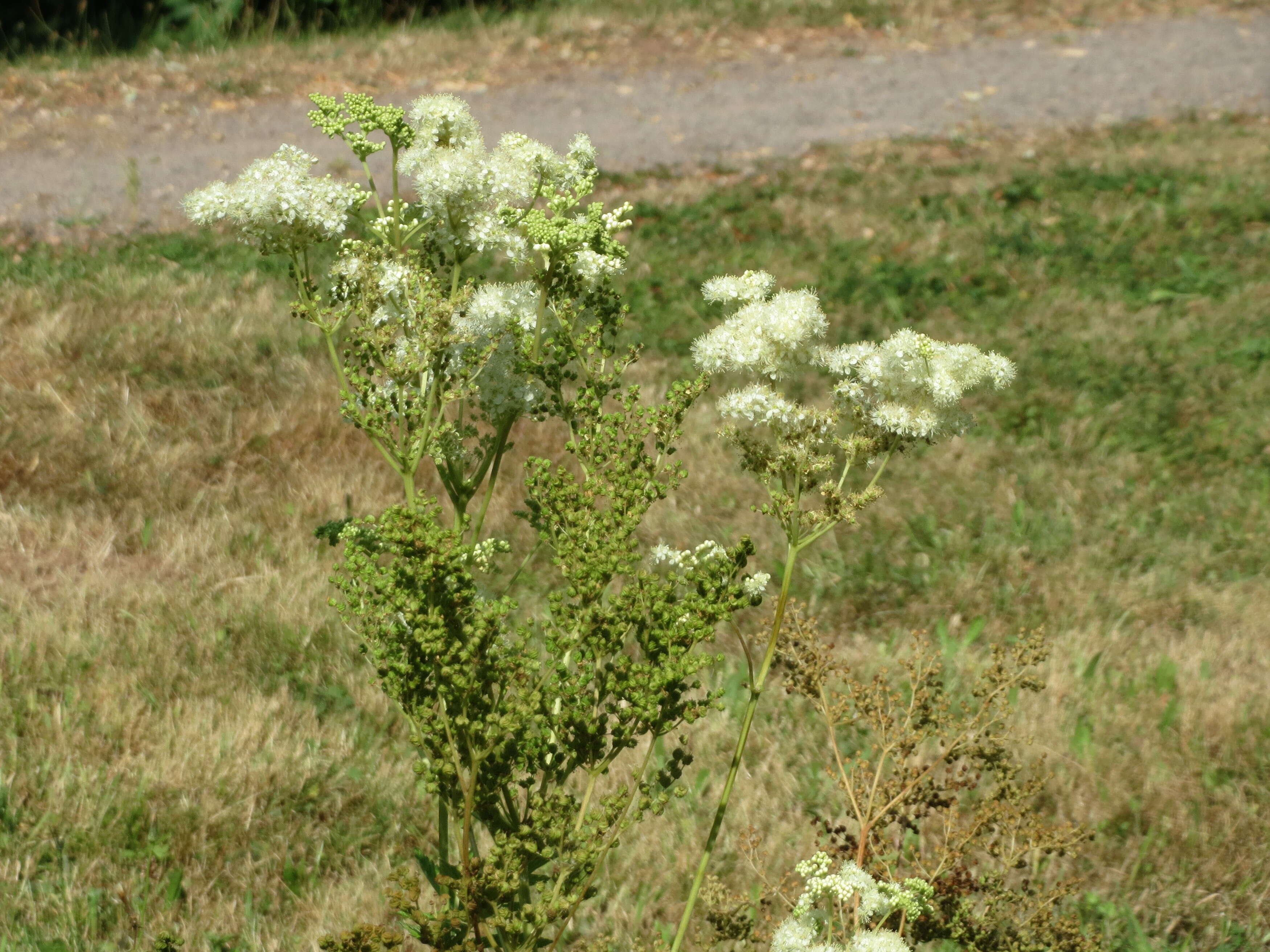 Image of Meadowsweet