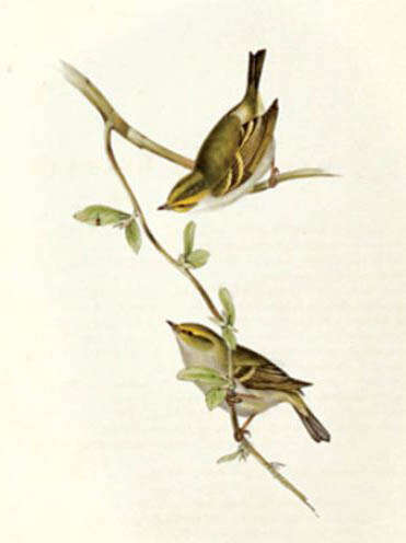 Image of Lemon-rumped Warbler