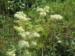 Image of Meadowsweet