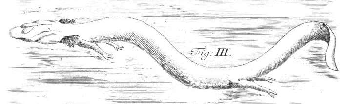 Слика од Proteus Laurenti 1768
