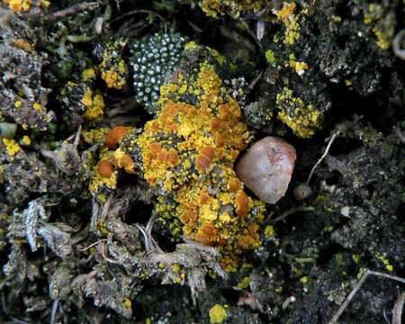 Image of Fulgensia bracteata (Hoffm.) Räsänen