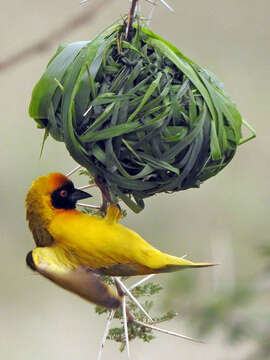 Image of Vitelline Masked Weaver