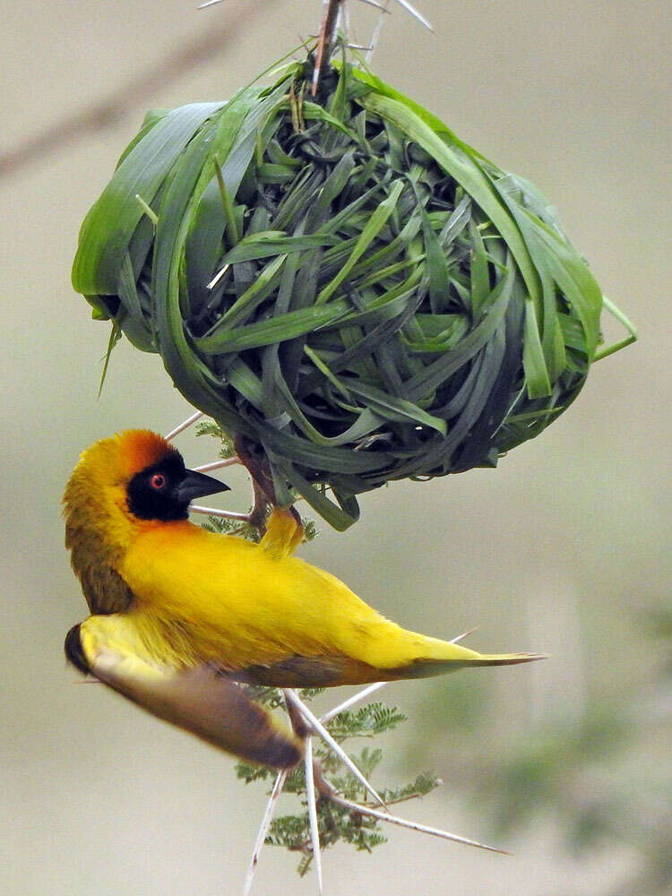 Image of Vitelline Masked Weaver