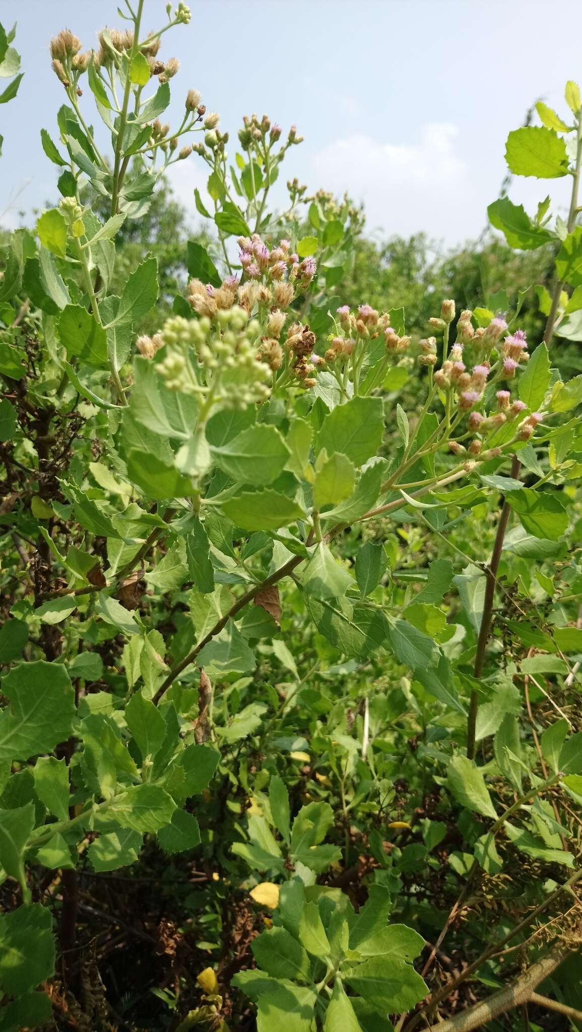 Image de Pluchea indica (L.) Less.