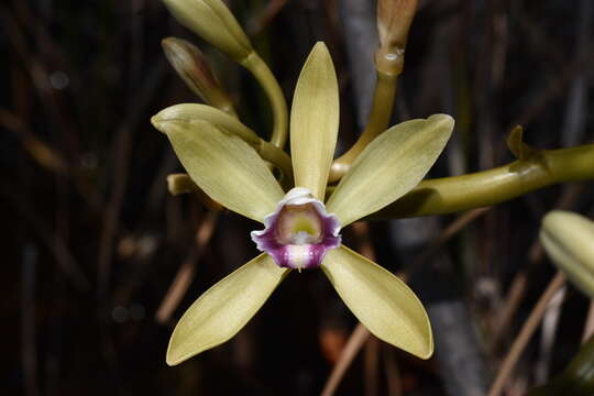 Image of Wormvine Orchid