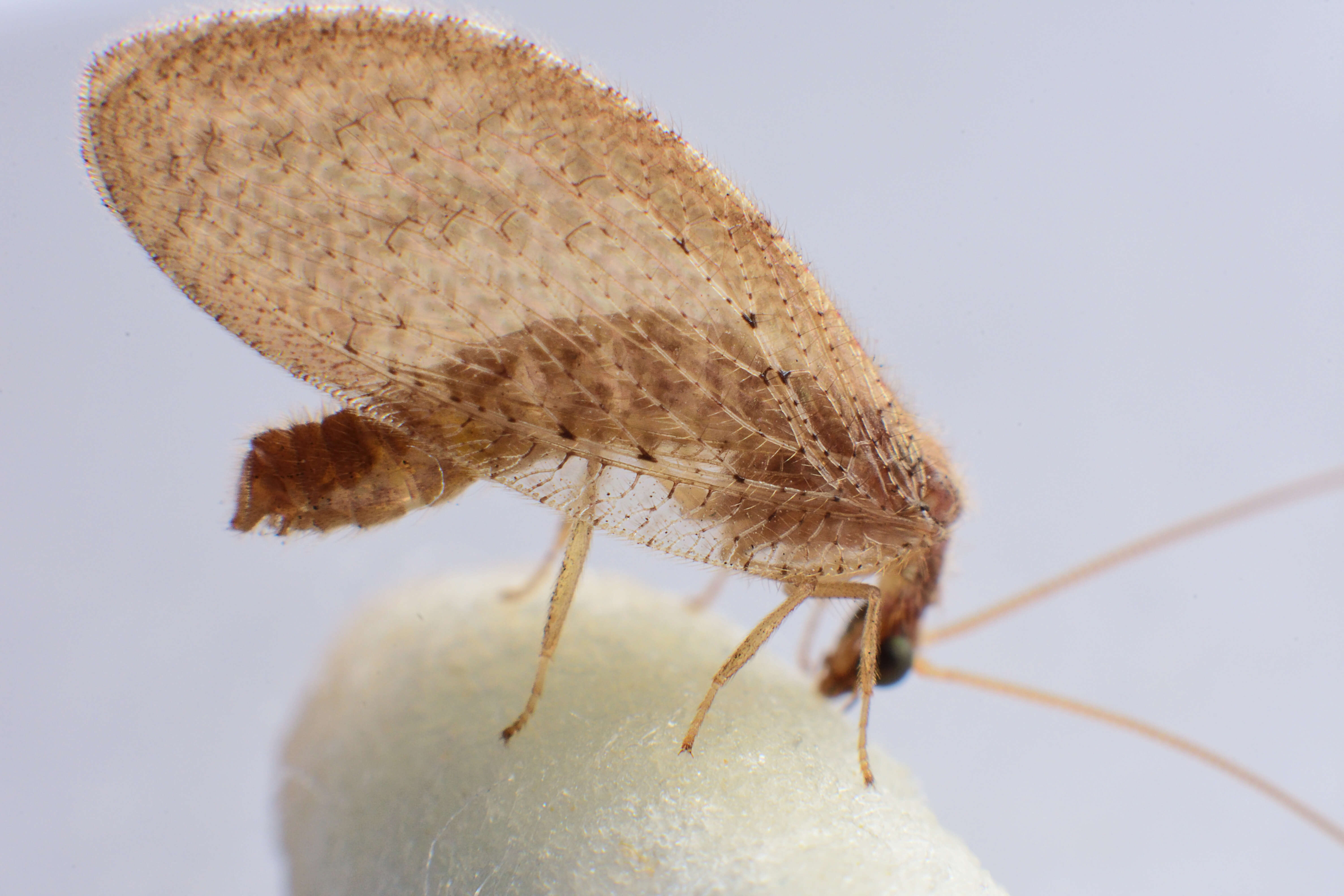 Image of brown lacewings