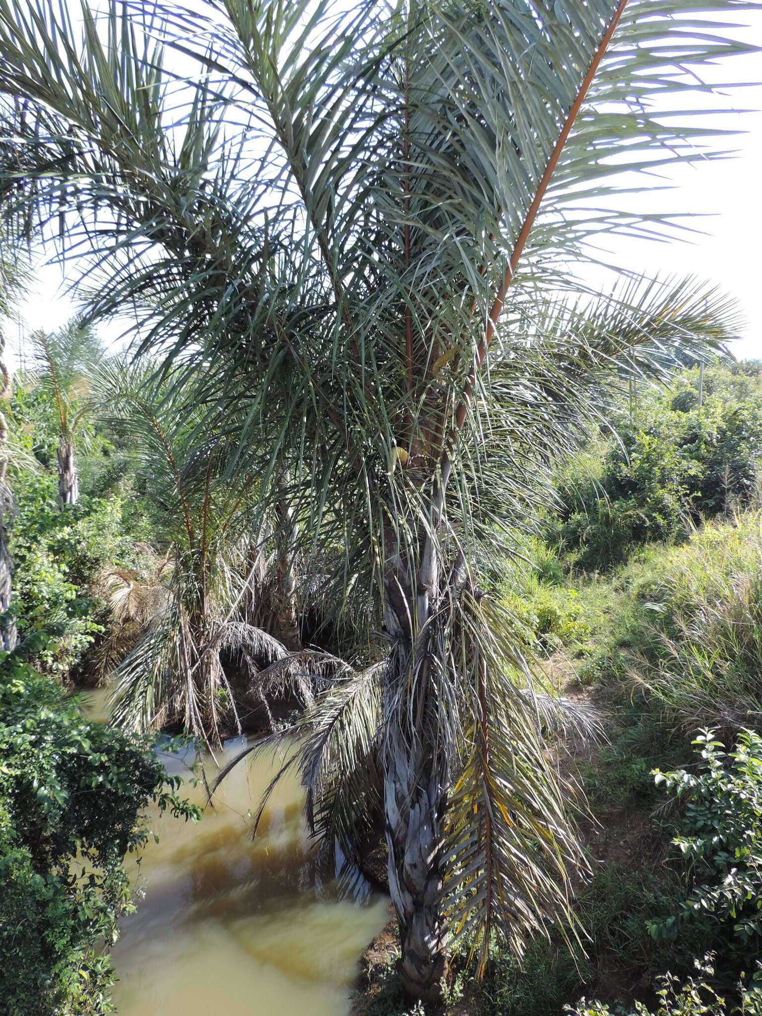 Image of raffia palm