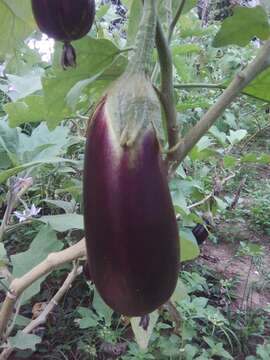 Image of eggplant