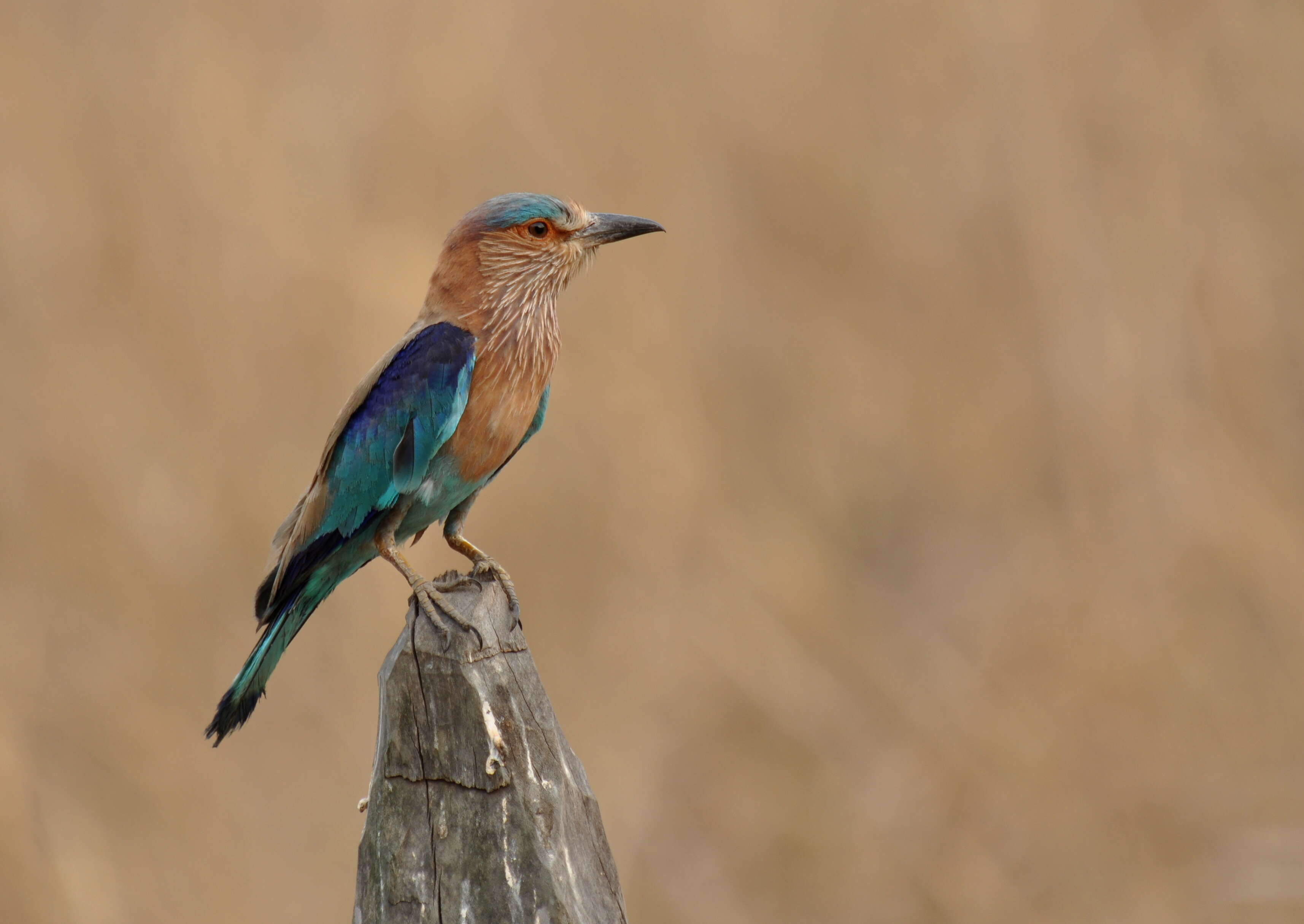 Image of Indian Roller