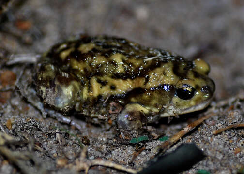 Image of Globular Frog