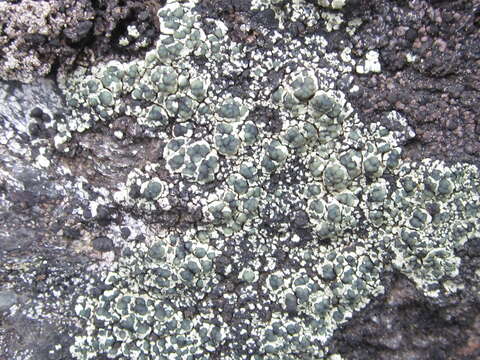 Image of intricate rim lichen