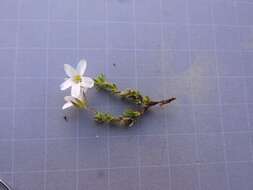 Image de Arenaria ciliata L.