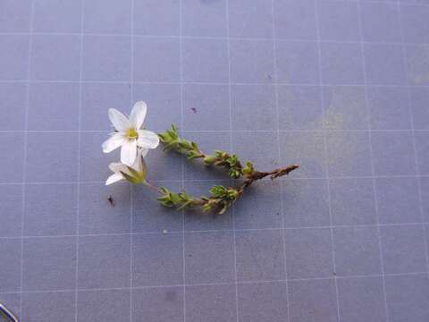 Image of Fringed sandwort