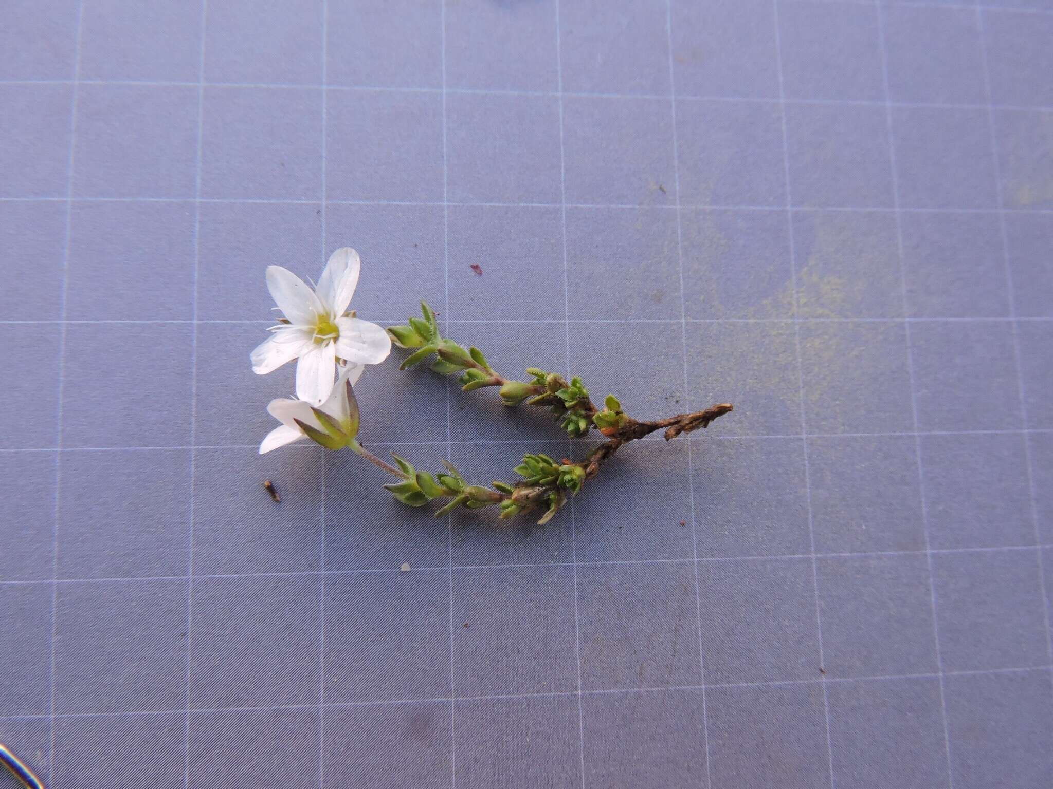 Image de Arenaria ciliata L.