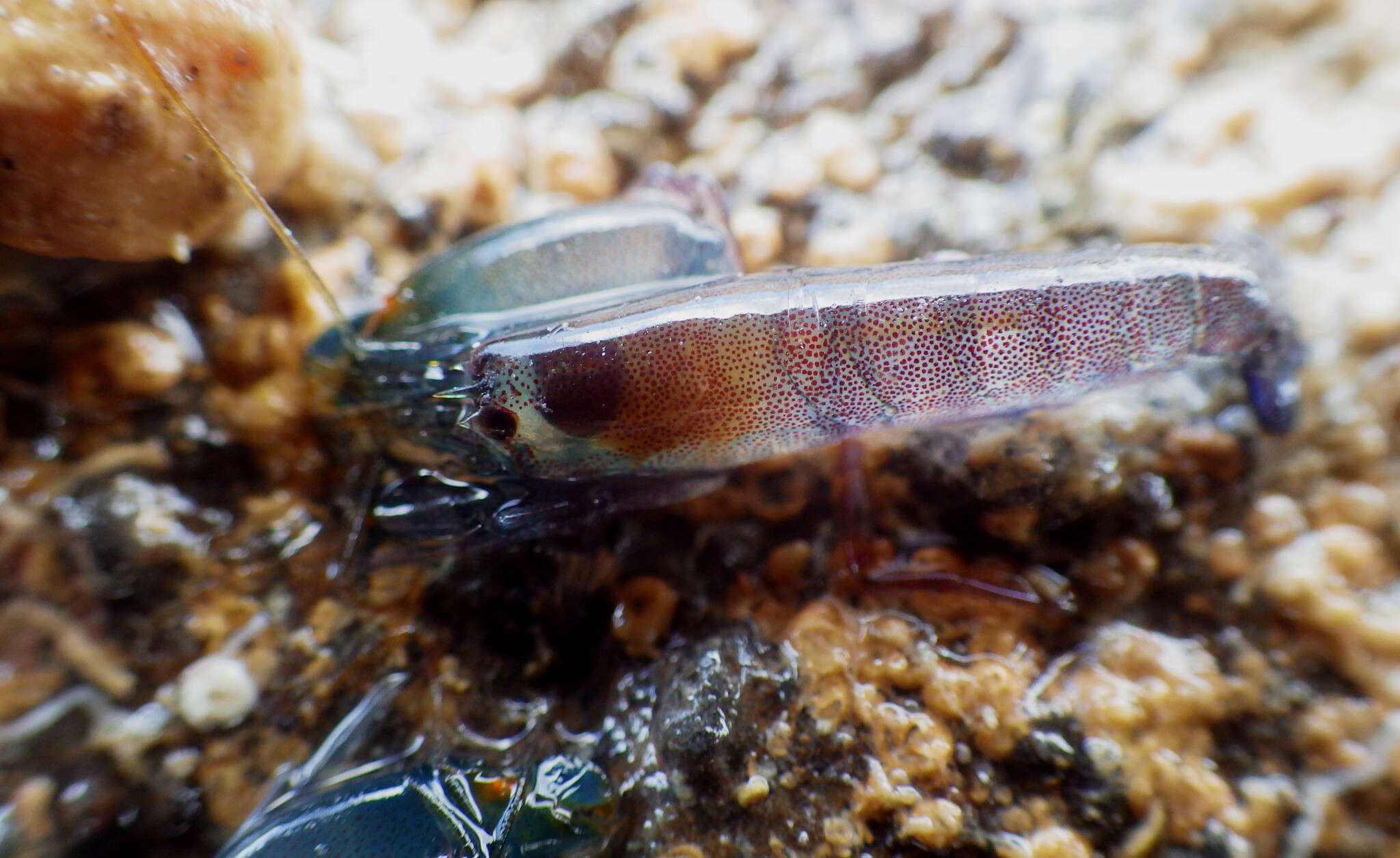 Image of littoral pistol shrimp