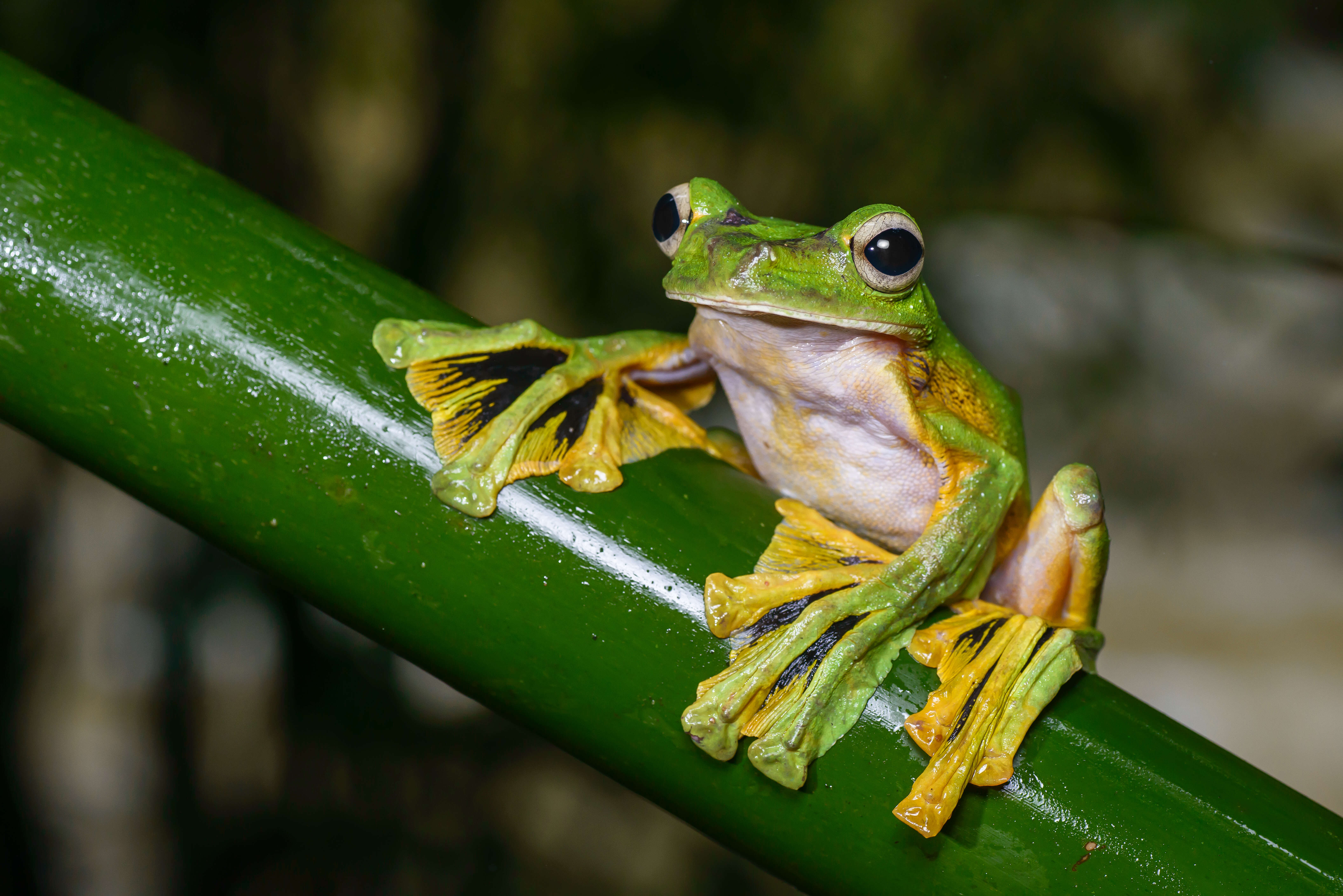 Imagem de Rhacophorus nigropalmatus Boulenger 1895