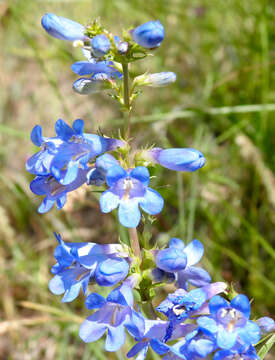 Image of Wasatch beardtongue