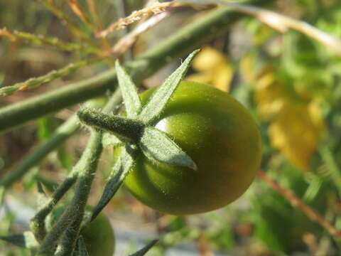 Image of tomato