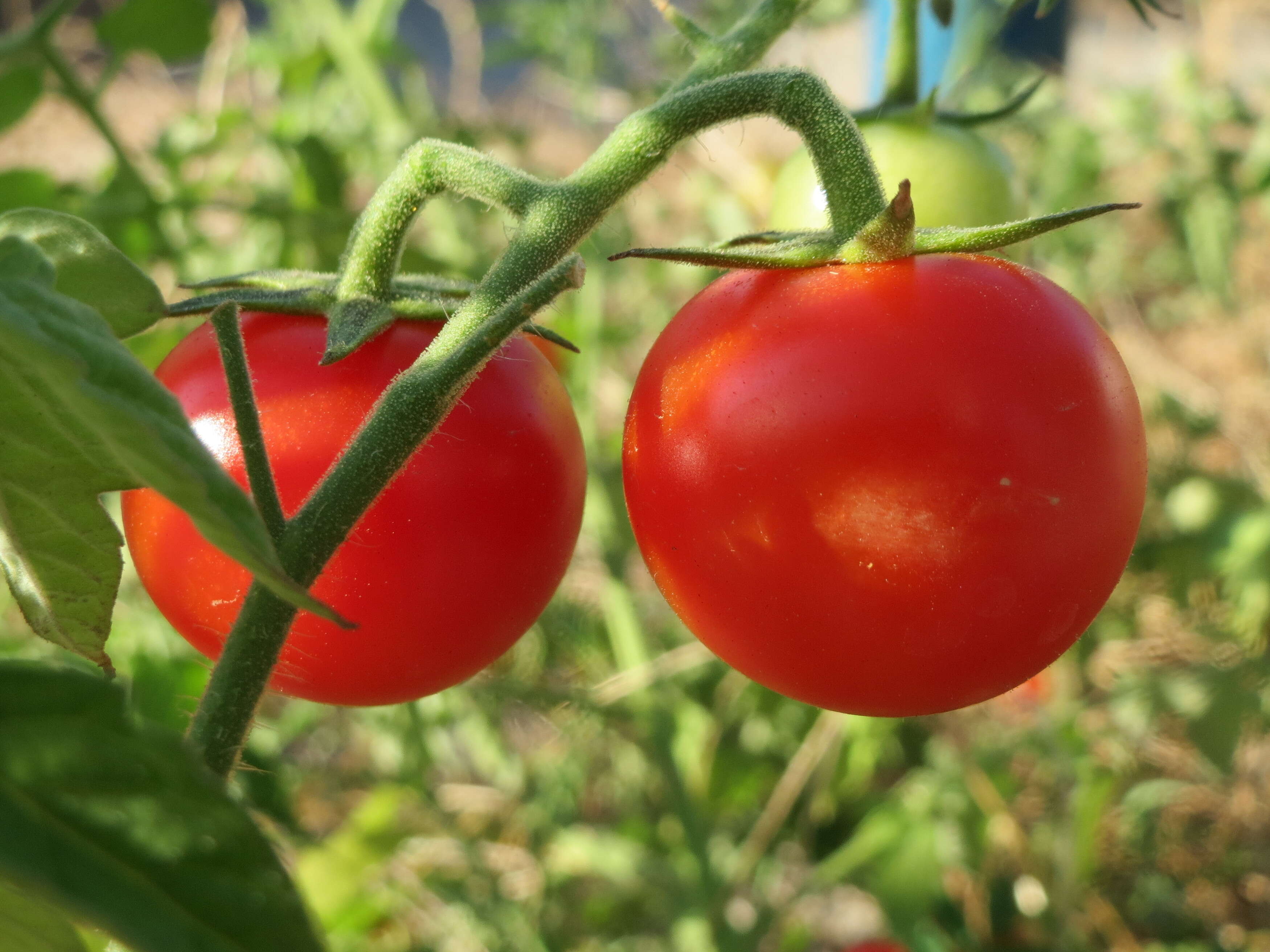 Image of tomato