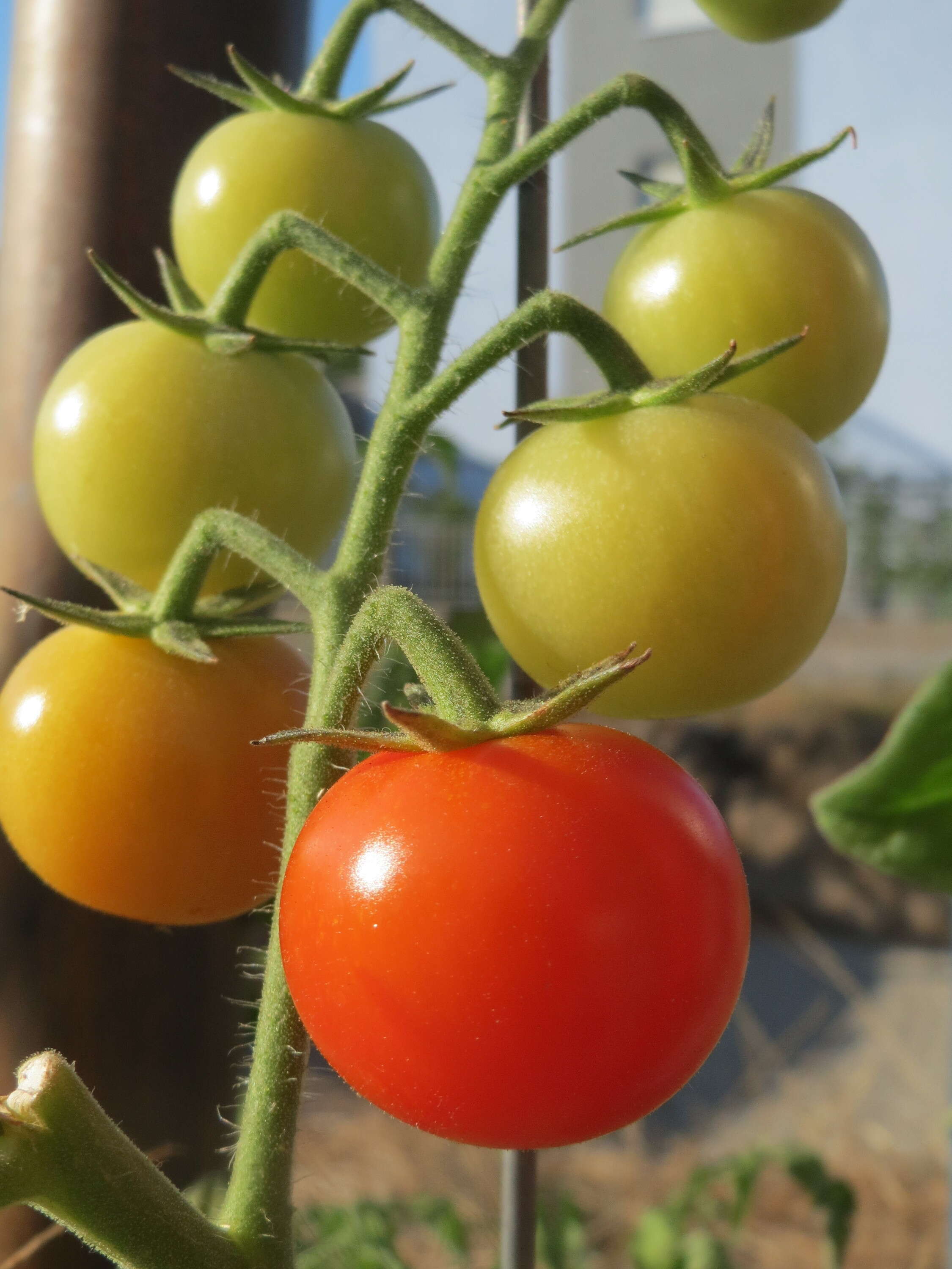 Image of tomato