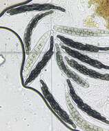 Image of Preussia dubia (S. I. Ahmed & Cain) Kruys 2009