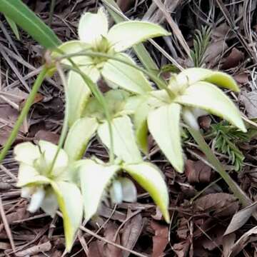 Plancia ëd Nephradenia