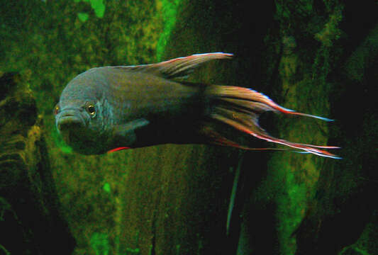 Image of Macropodus erythropterus Freyhof & Herder 2002