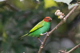 Image of Bay-headed Tanager