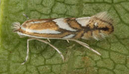 Image of Phyllonorycter blancardella (Fabricius 1781)