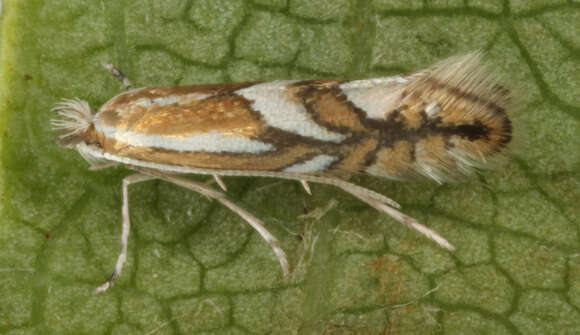 Image of Phyllonorycter blancardella (Fabricius 1781)