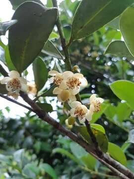 Image of Cleyera japonica var. morii (Yamamoto) Masam.