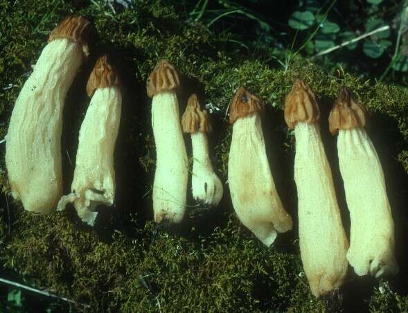 Image of Morchella punctipes Peck 1903