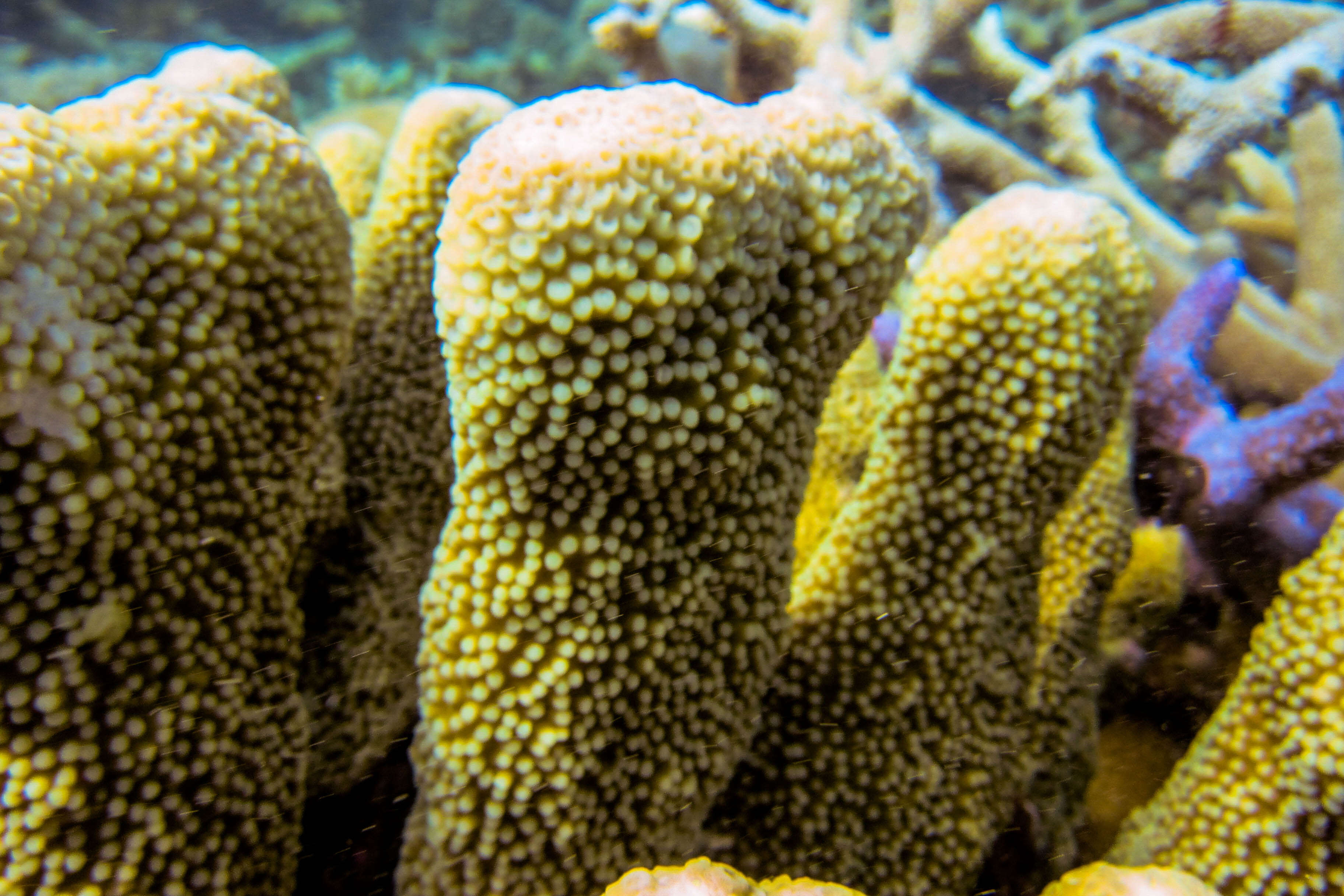 Image of Nuggety branching coral