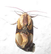 Image of Thyatirina achatina Weymer 1896