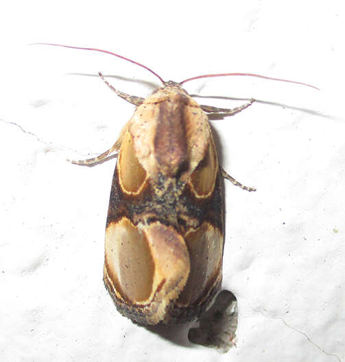 Image of Thyatirina achatina Weymer 1896