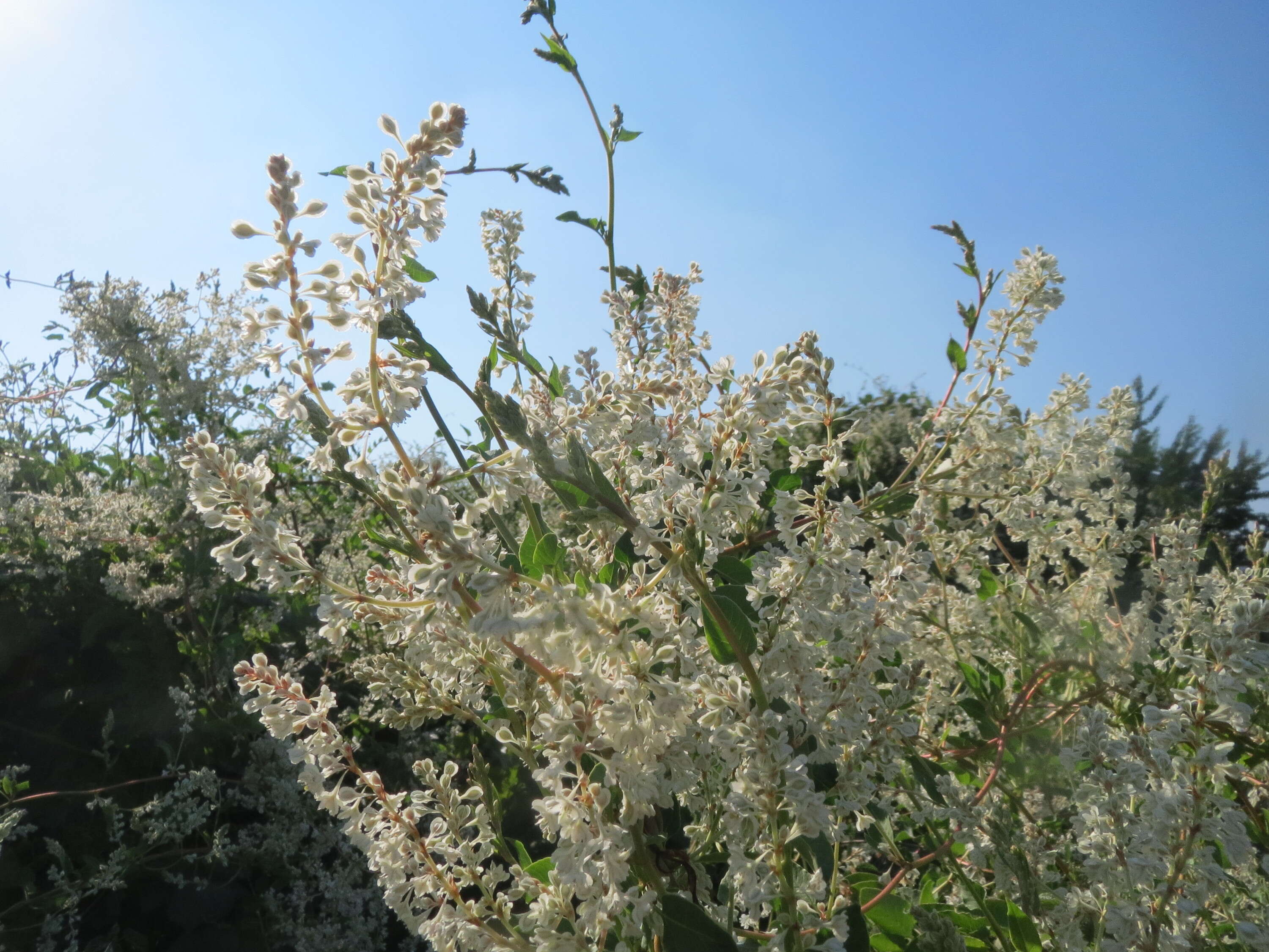 Image of Fallopia baldschuanica