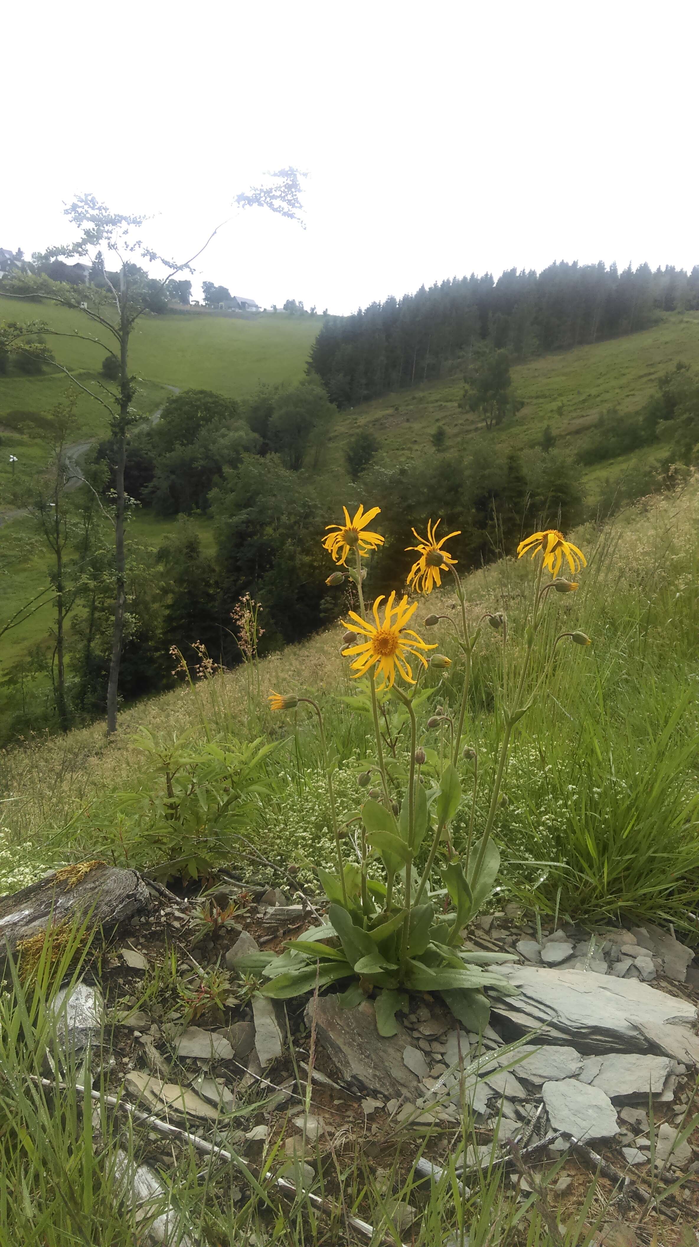 Image of mountain arnica