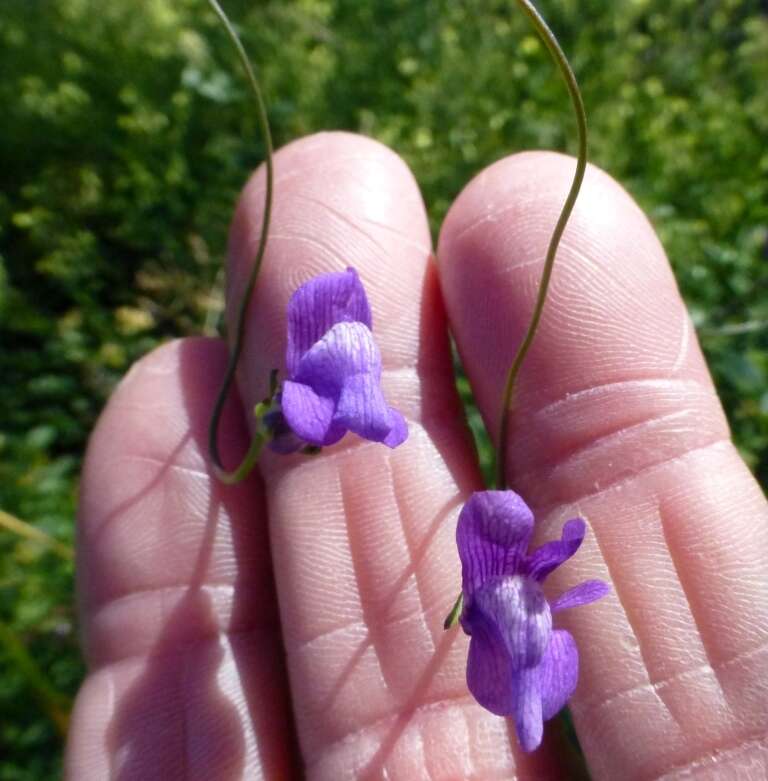 Imagem de Antirrhinum strictum (Hooker & Arnott) A. Gray