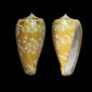 Image of Conus conspersus Reeve 1844