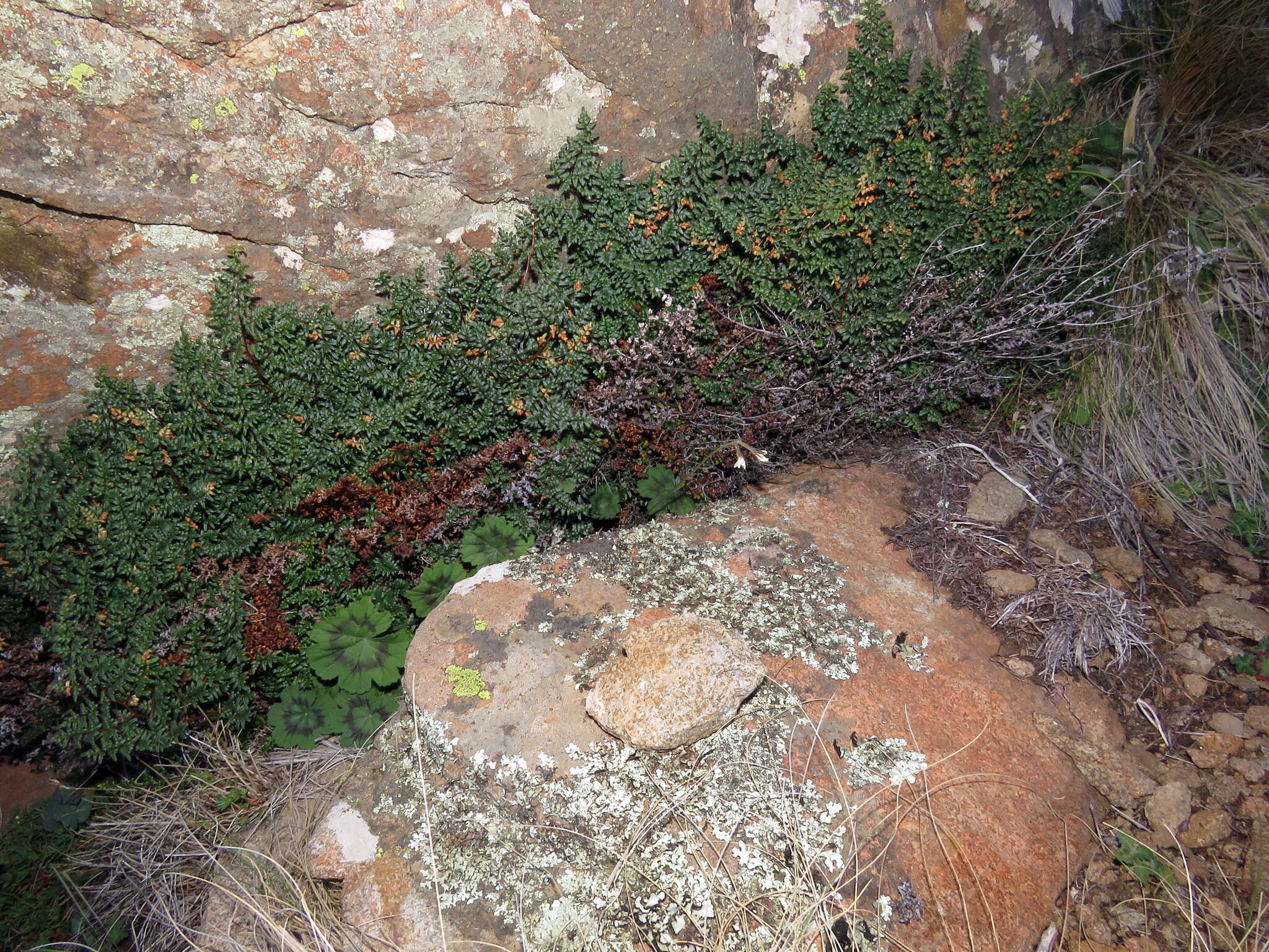 Imagem de Cheilanthes quadripinnata (Forsk.) Kuhn