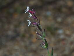 Image of Silene gallica var. gallica