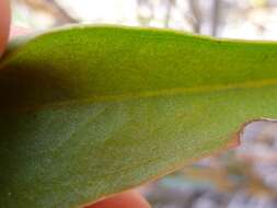 Afrolimon purpuratum (L.) I. A. Lincz. resmi