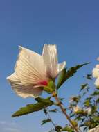 Imagem de Hibiscus syriacus L.