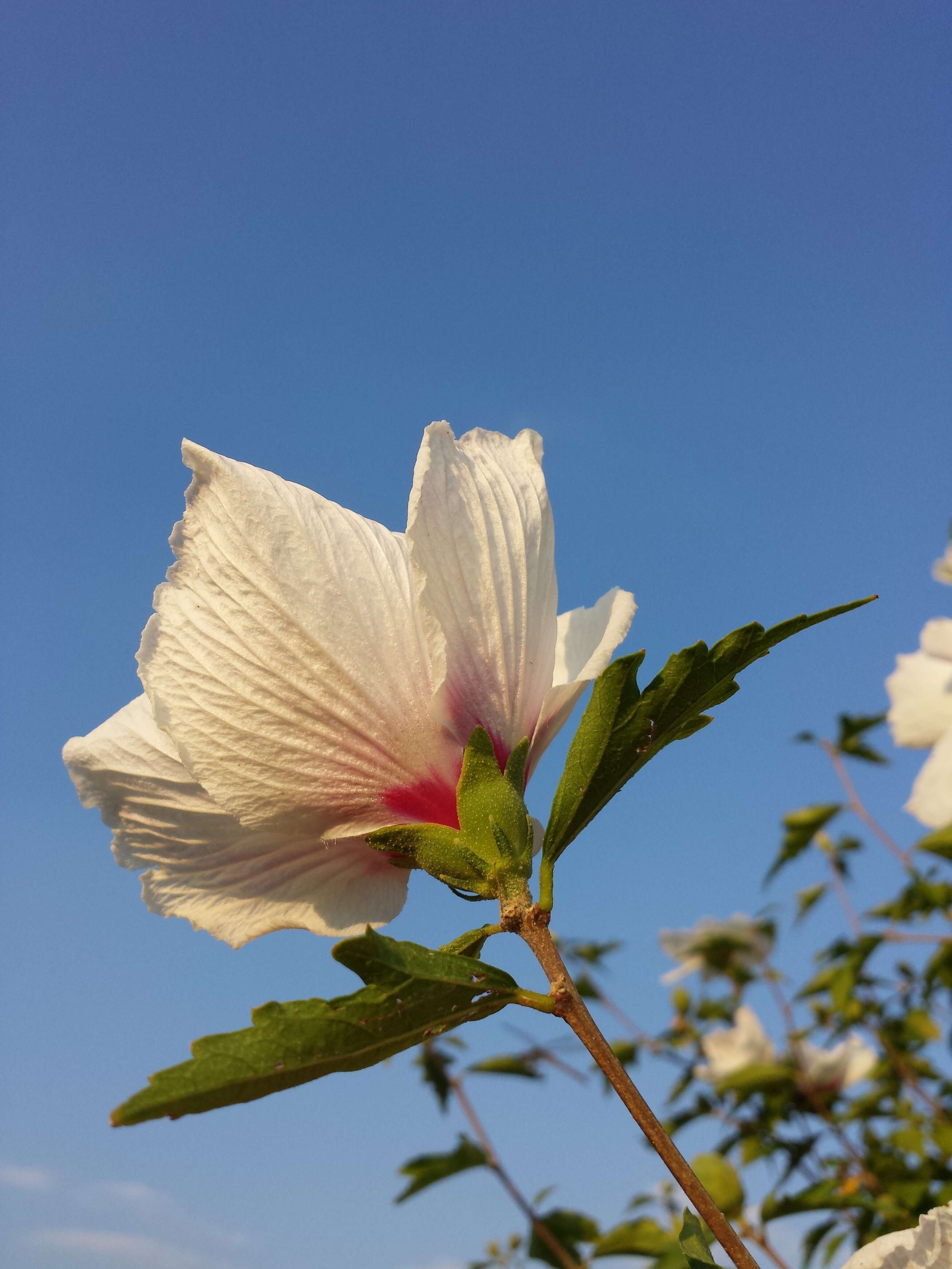 Imagem de Hibiscus syriacus L.