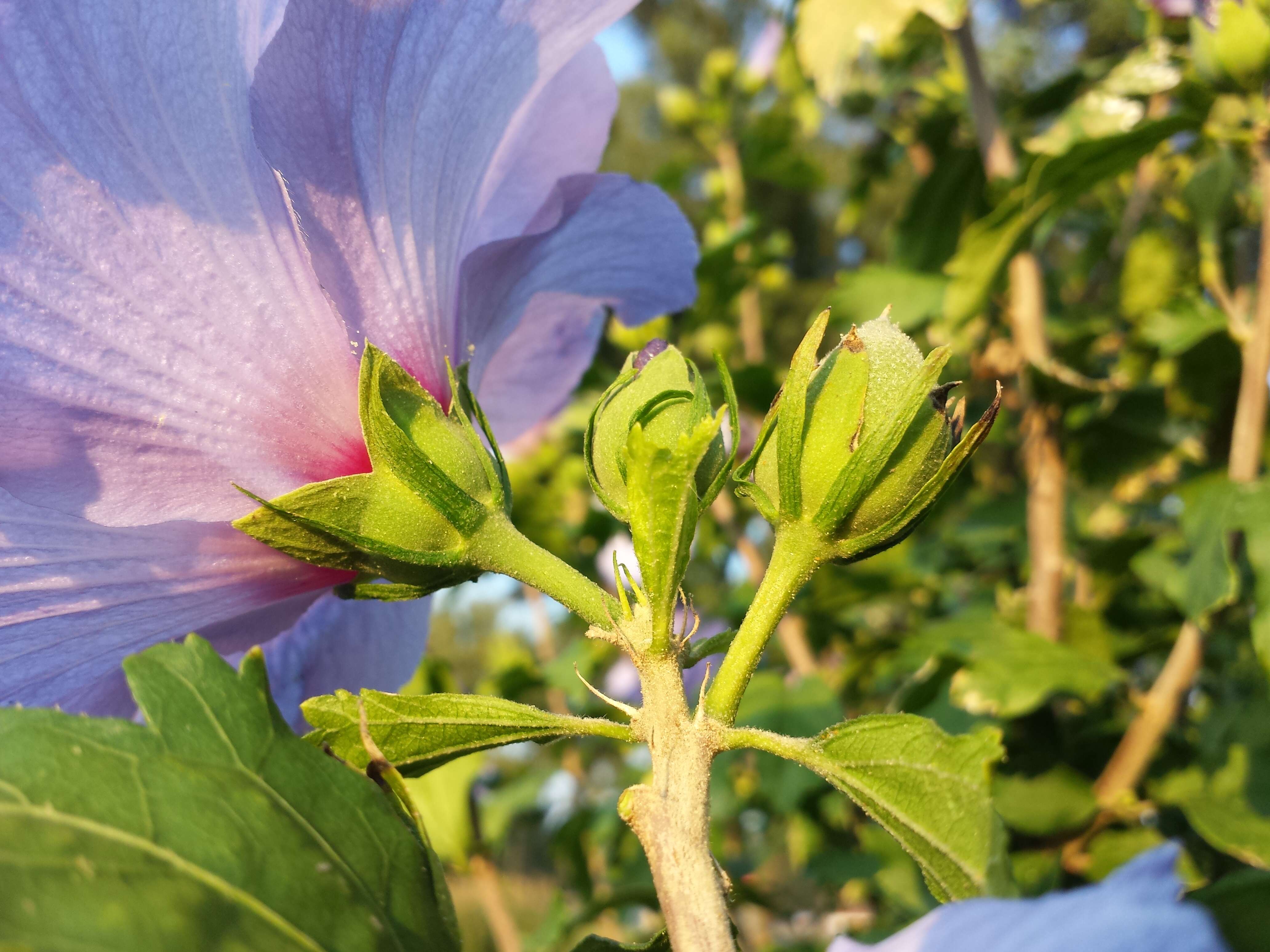 Imagem de Hibiscus syriacus L.