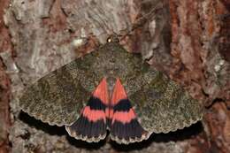 Image of french red underwing