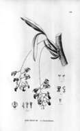 Image of Gomesa echinata (Barb. Rodr.) M. W. Chase & N. H. Williams