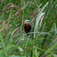 Image of White-headed Munia